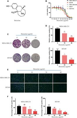 Dezocine, An Opioid Analgesic, Exerts Antitumor Effects in Triple-Negative Breast Cancer by Targeting Nicotinamide Phosphoribosyltransferase